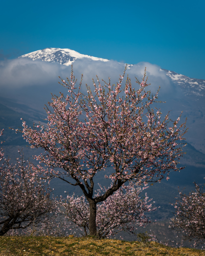 Mandelblom och böljande jordbrukslandskap i Andalusien, Spanien. Fotoresa med Wild Nature fotoresor. Foto Frida Hermansson