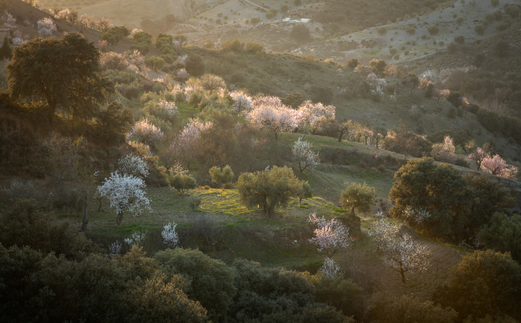 Mandelblom och böljande jordbrukslandskap i Andalusien, Spanien. Fotoresa med Wild Nature fotoresor. Foto Frida Hermansson