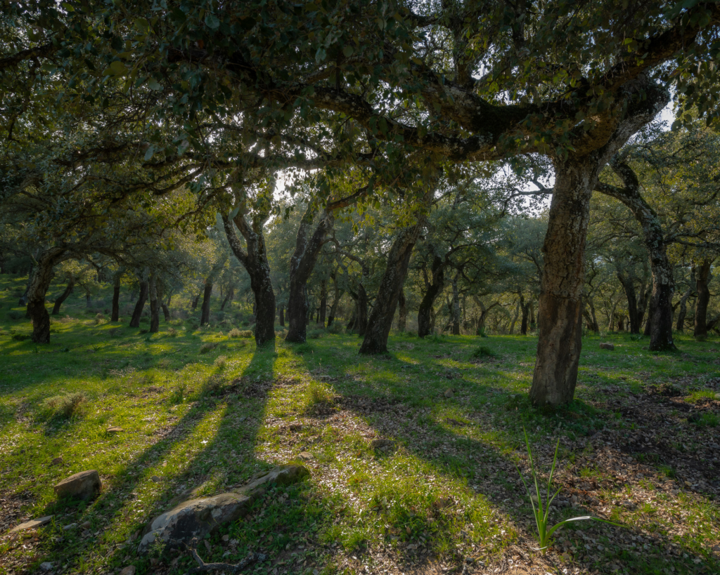 Mandelblom och böljande jordbrukslandskap i Andalusien, Spanien. Fotoresa med Wild Nature fotoresor. Foto Frida Hermansson