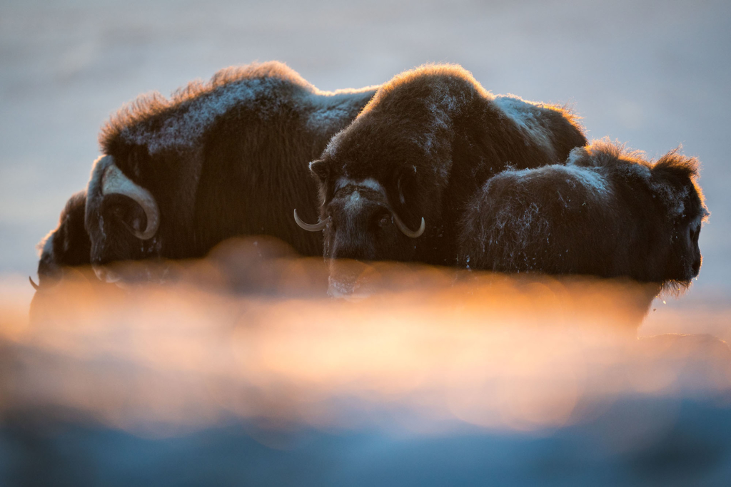 Musk-oxen in winter at Dovrefjell, Norway. Photo tour with Wild Nature Photo Adventures. Photo by Floris Smeets