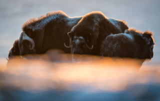 Musk-oxen in winter at Dovrefjell, Norway. Photo tour with Wild Nature Photo Adventures. Photo by Floris Smeets