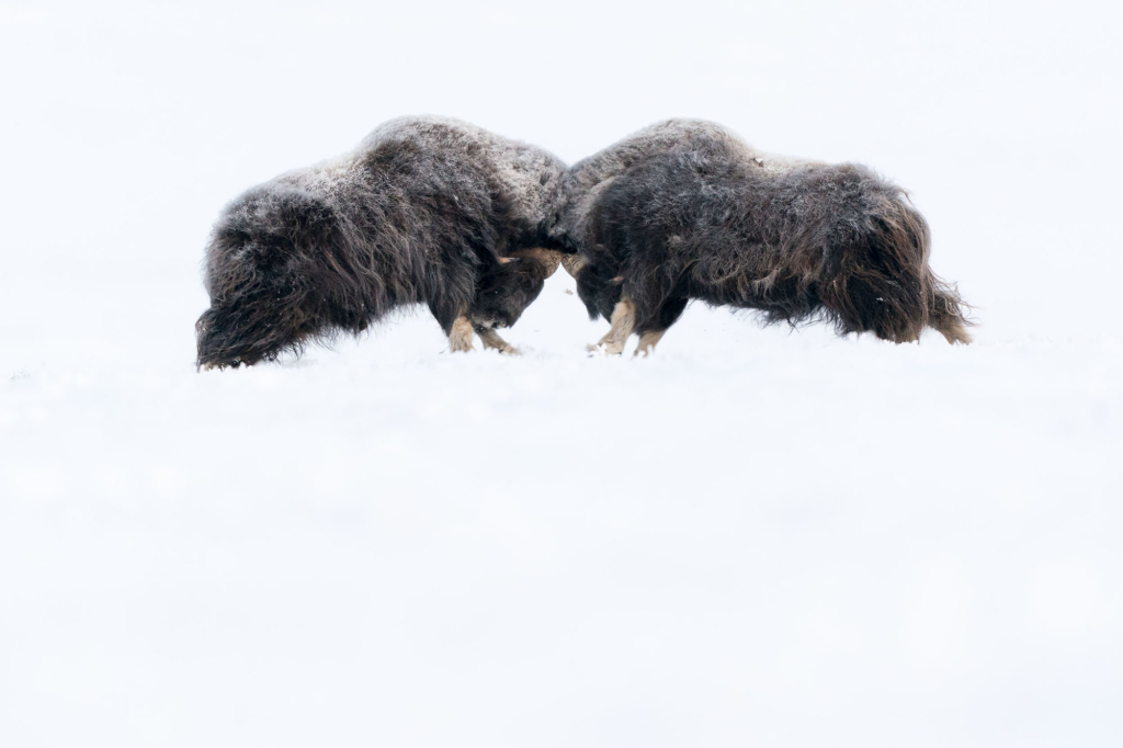 Musk-oxen in winter at Dovrefjell, Norway. Photo tour with Wild Nature Photo Adventures. Photo by Floris Smeets