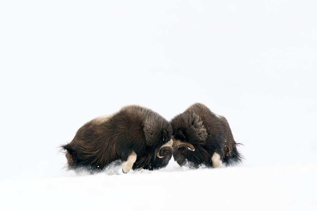 Musk-oxen in winter at Dovrefjell, Norway. Photo tour with Wild Nature Photo Adventures. Photo by Floris Smeets