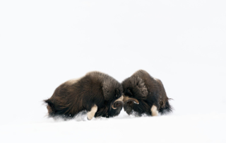 Musk-oxen in winter at Dovrefjell, Norway. Photo tour with Wild Nature Photo Adventures. Photo by Floris Smeets