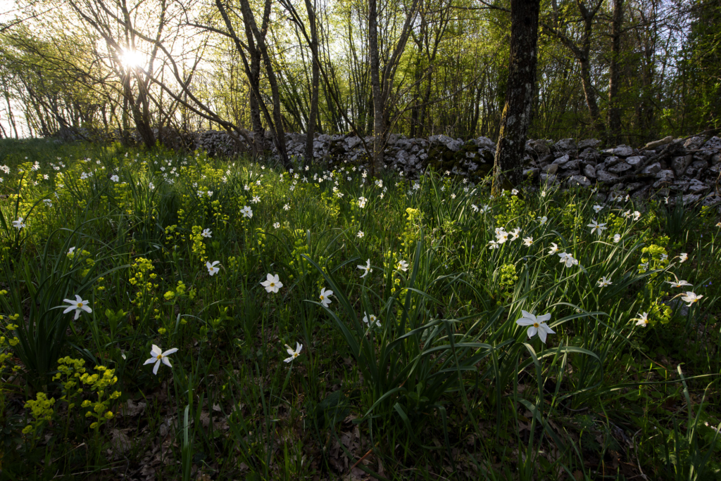 fotoresor, Italien, Gargano, blommor, växter, orkidé, vår