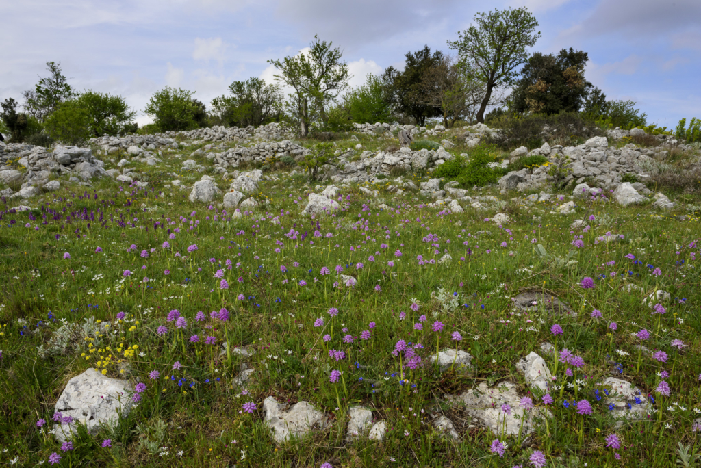 fotoresor, Italien, Gargano, blommor, växter, orkidé, vår