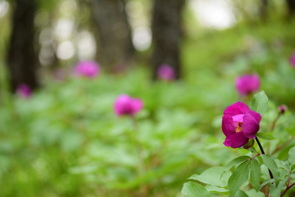 fotoresor, Italien, Gargano, blommor, växter, orkidé, vår