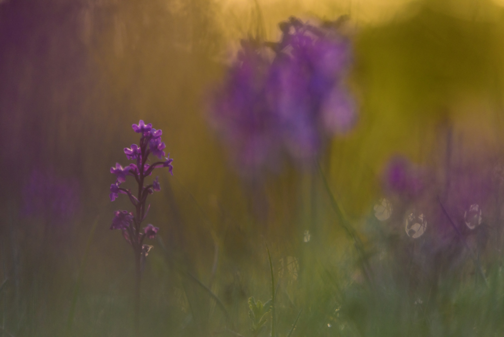 fotoresor, Italien, Gargano, blommor, växter, orkidé, vår