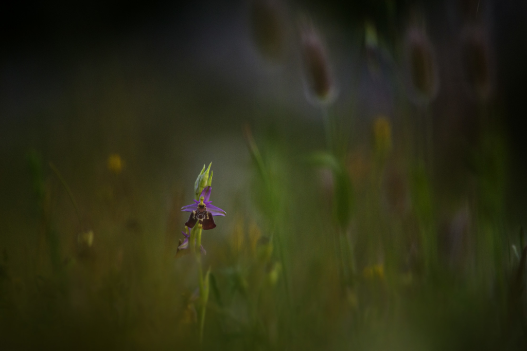 fotoresor, Italien, Gargano, blommor, växter, orkidé, vår