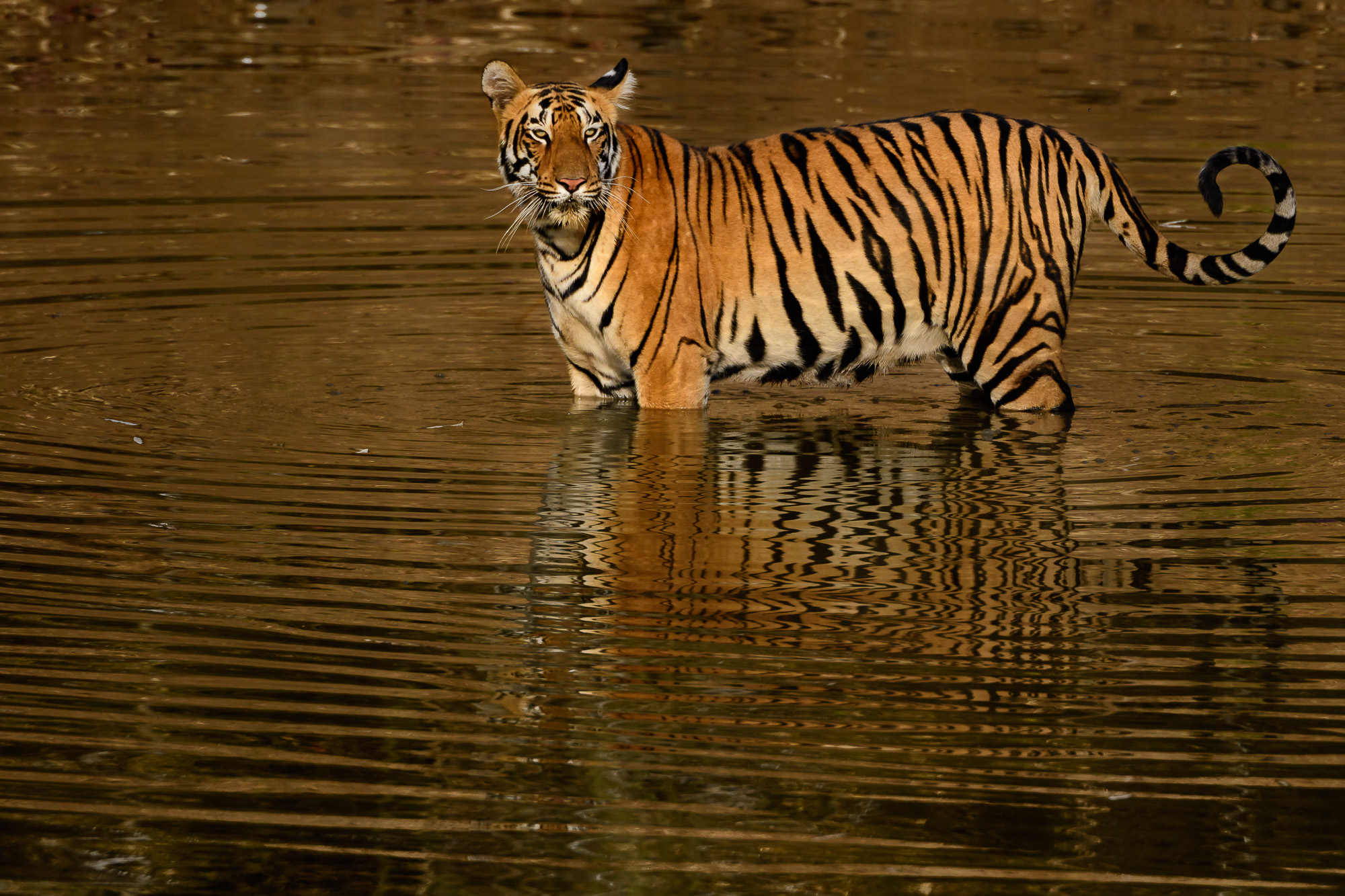 tiger, Sydindien, Indien, fotoresa, Wild Nature fotoresor