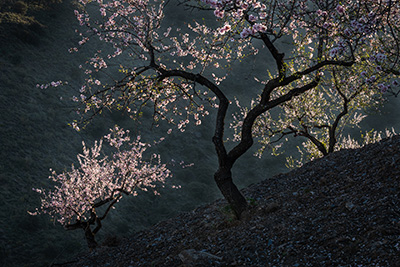 Mandelblom och böljande jordbrukslandskap i Andalusien, Spanien. Fotoresa med Wild Nature fotoresor. Foto Frida Hermansson