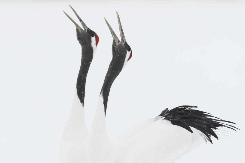 Vita tranor, ugglor och jättehavsörnar, Japan. Fotoresa med Wild Nature fotoresor. Foto: Henrik Karlsson