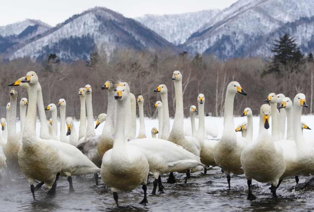 Vita tranor, ugglor och jättehavsörnar, Japan. Fotoresa med Wild Nature fotoresor. Foto: Henrik Karlsson