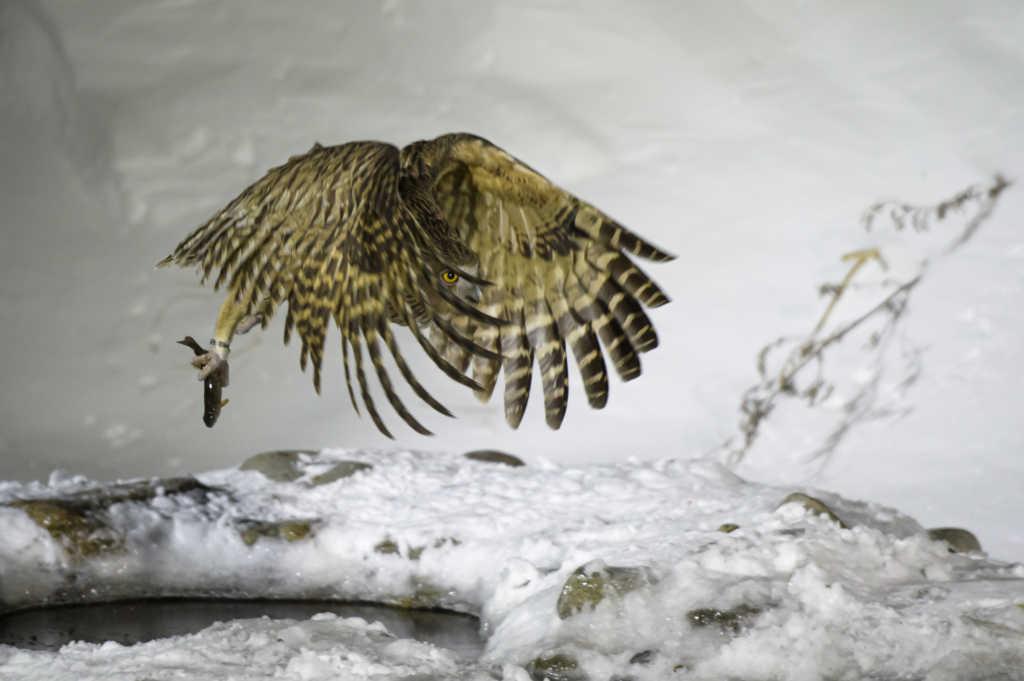 Vita tranor, ugglor och jättehavsörnar, Japan. Fotoresa med Wild Nature fotoresor. Foto: Henrik Karlsson