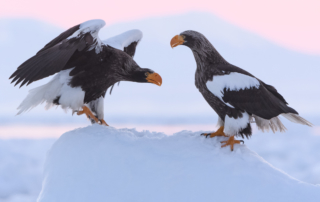 Vita tranor, ugglor och jättehavsörnar, Japan. Fotoresa med Wild Nature fotoresor. Foto: Henrik Karlsson