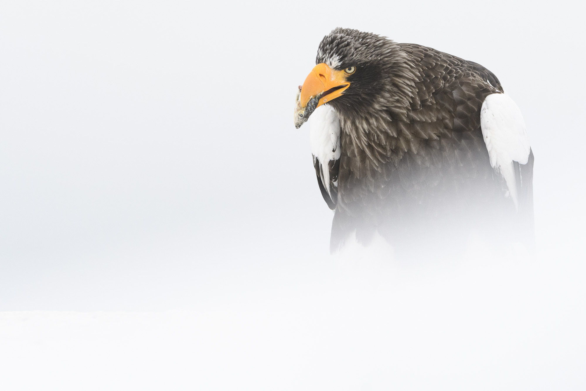 Vita tranor, ugglor och jättehavsörnar, Japan. Fotoresa med Wild Nature fotoresor. Foto: Henrik Karlsson