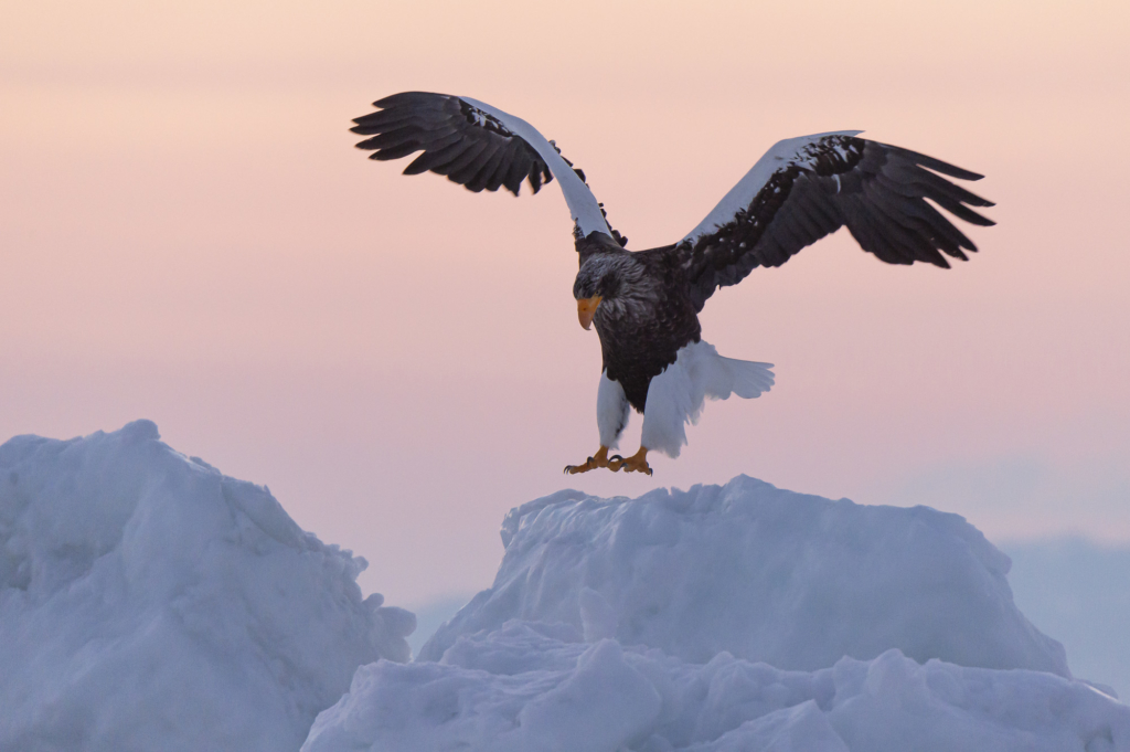 Vita tranor, ugglor och jättehavsörnar, Japan. Fotoresa med Wild Nature fotoresor. Foto: Henrik Karlsson