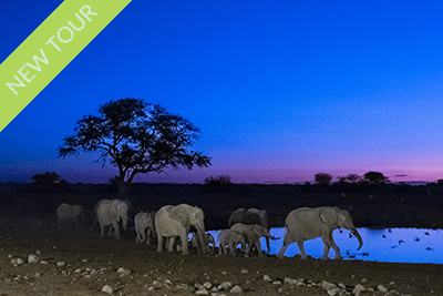 Etosha, wildlife-rich salt desert - Namibia. Photo tour Wild Nature Photo Adventures. Photo Henrik Karlsson