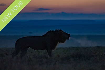 Big cats of Africa - Masai Mara, Kenya. Photo tour with Wild Nature Photo Adventures. Photo Magnus Martinsson