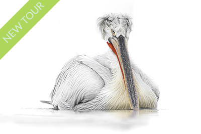 Dalmatian pelicans of Lake Kerkin, Greece. Photo tour with Wild Nature Photo Adventures. Photo: Johan Siggesson