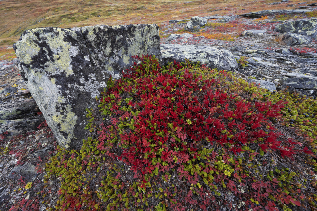 Höst i fjällvärlden - Abisko Nationalpark. Fotoresa med Wild Nature fotoresor. Foto Staffan Widstrand
