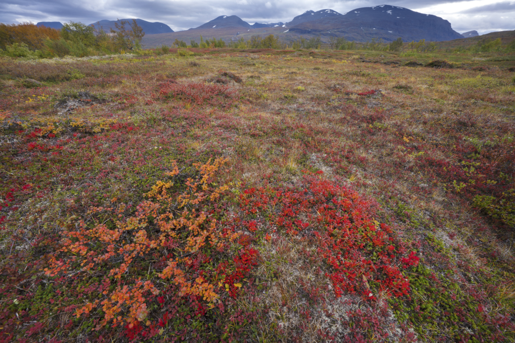 Höst i fjällvärlden - Abisko Nationalpark. Fotoresa med Wild Nature fotoresor. Foto Staffan Widstrand
