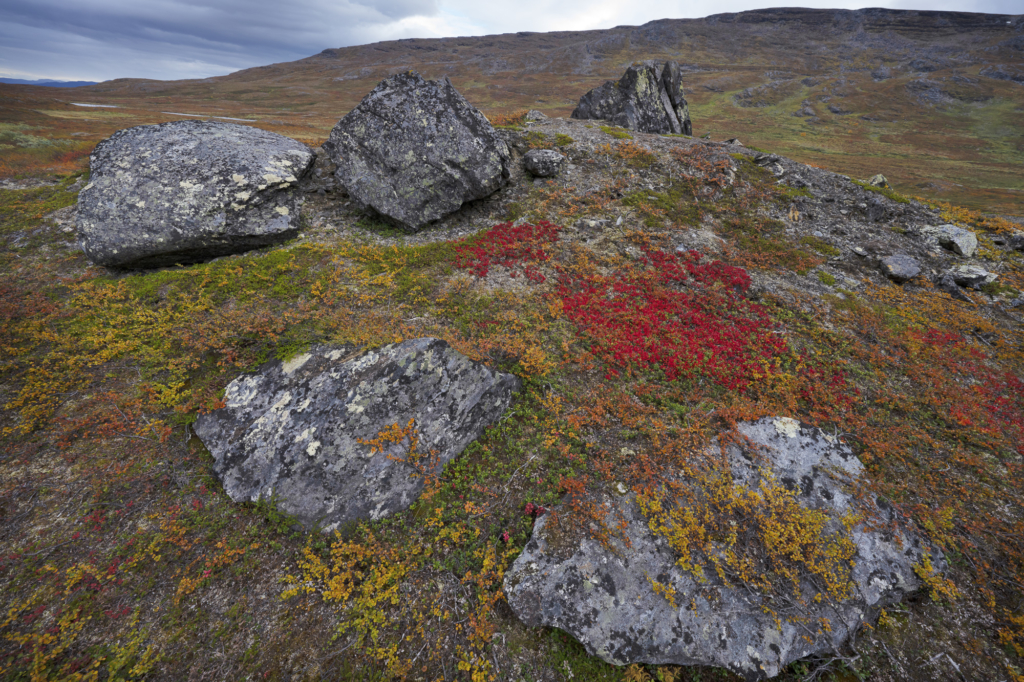 Höst i fjällvärlden - Abisko Nationalpark. Fotoresa med Wild Nature fotoresor. Foto Staffan Widstrand