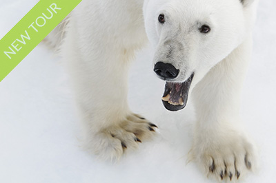 The kingdom of the Polar bear, Svalbard. Photo tour Wild Nature Photo Adventures. Photo Henrik Karlsson