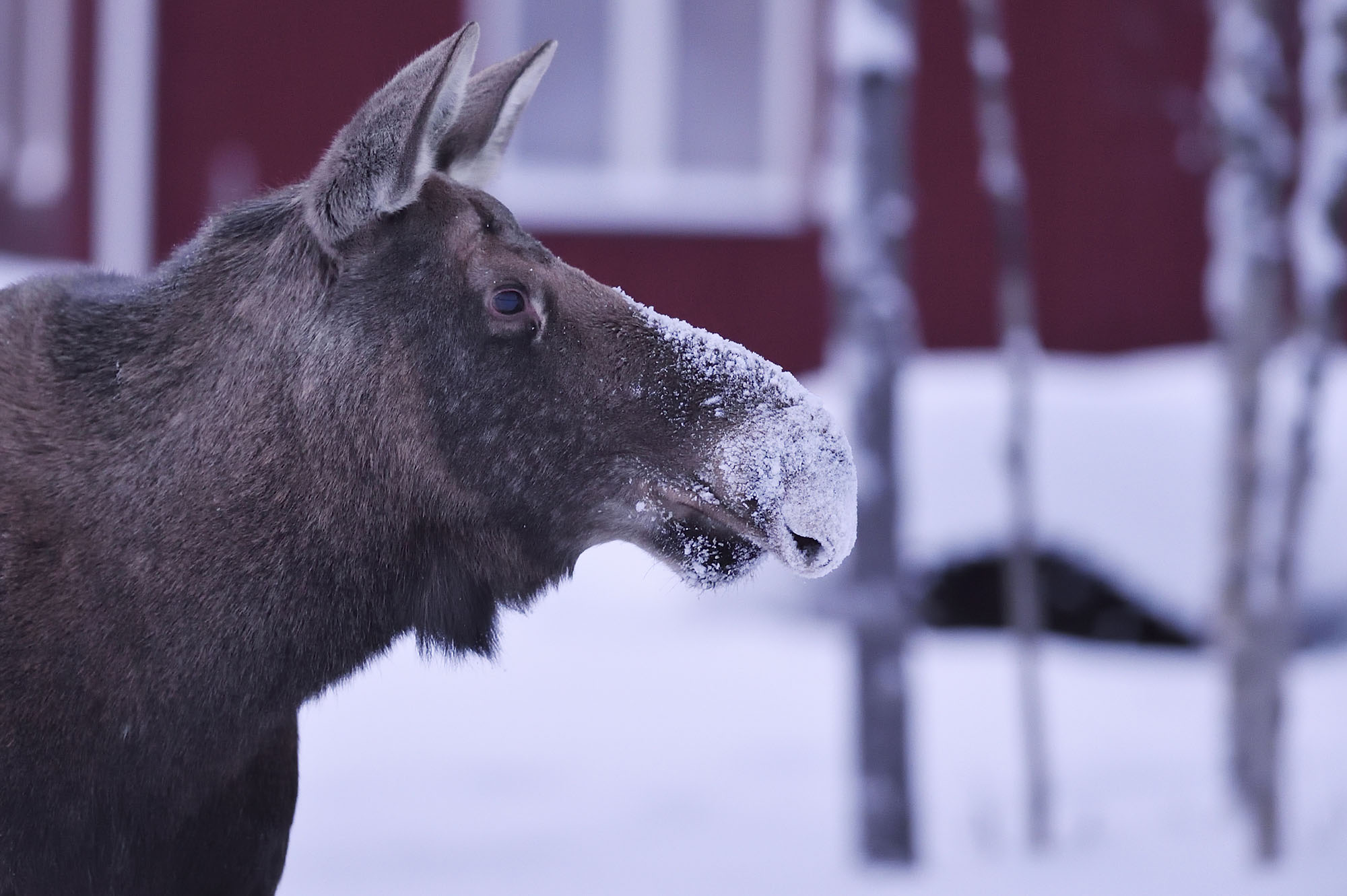 Moose in Swedish winter landscape