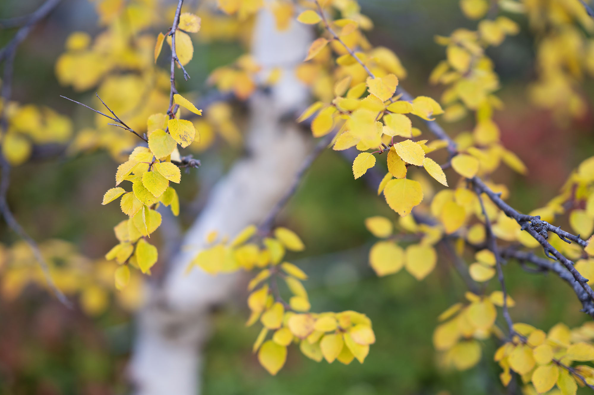 Autumn coloured mountain birchtrees, Stora Sjoefallet National Park, Norrbotten, Lapland, Sweden