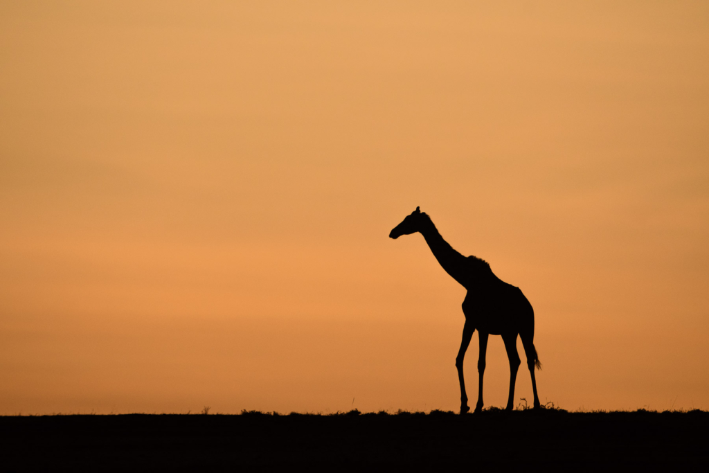 Giraff i soluppgång i Masai Mara, Kenya. Fotoresa med Wild Nature fotoresor.