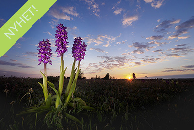 Blommande juveler, orkidéer på Öland. Fotoresa med Wild Nature fotoresor. Foto Henrik Karlsson