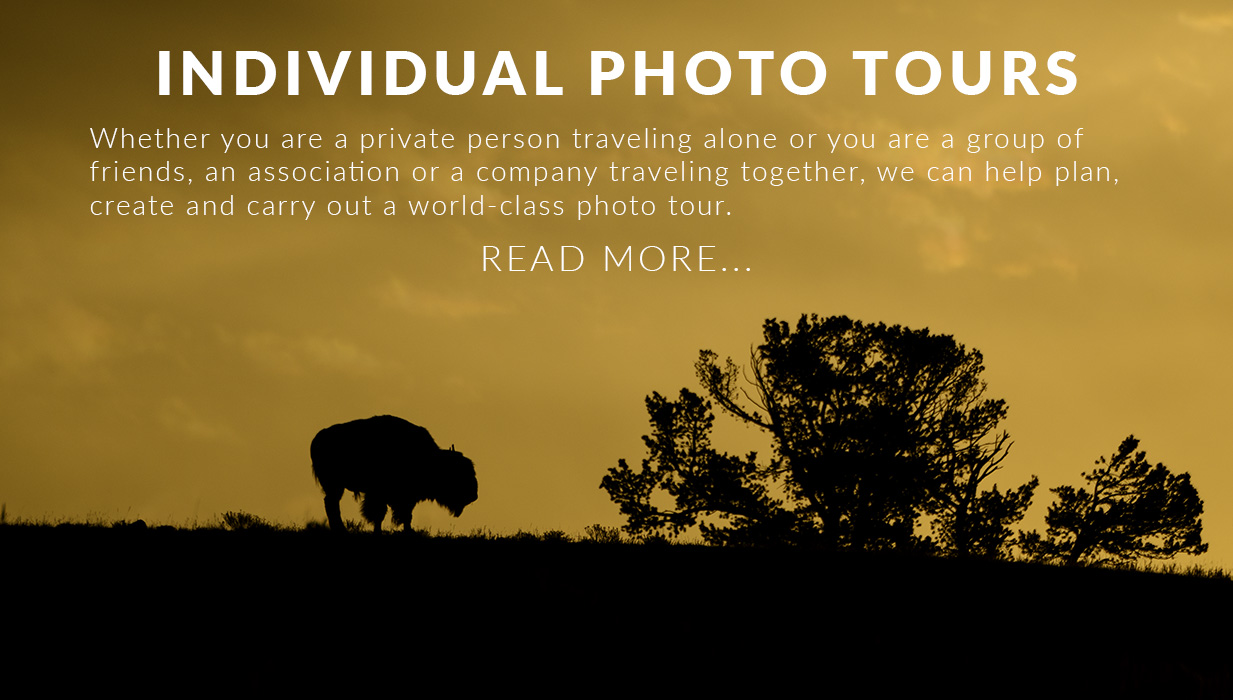 Glorious Regelmæssighed Let at ske Wild Nature fotoresor – Fotografera världens natur med oss!