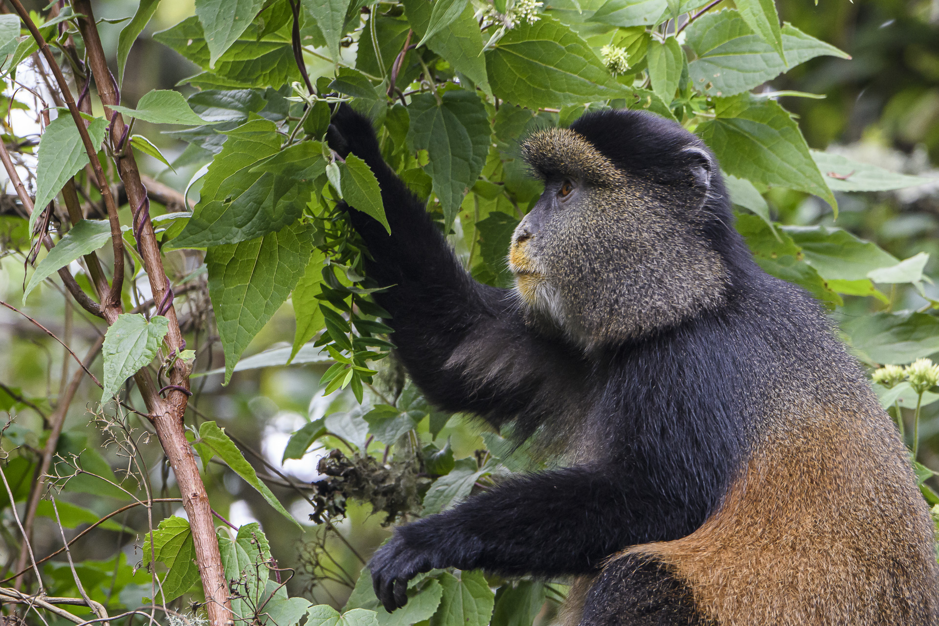 Guldmarkatta_HKN5495 Bergsgorillor, Schimpanser och andra primater, Uganda. Fotoresa med Wild Nature fotoresor. Foto Henrik Karlsson