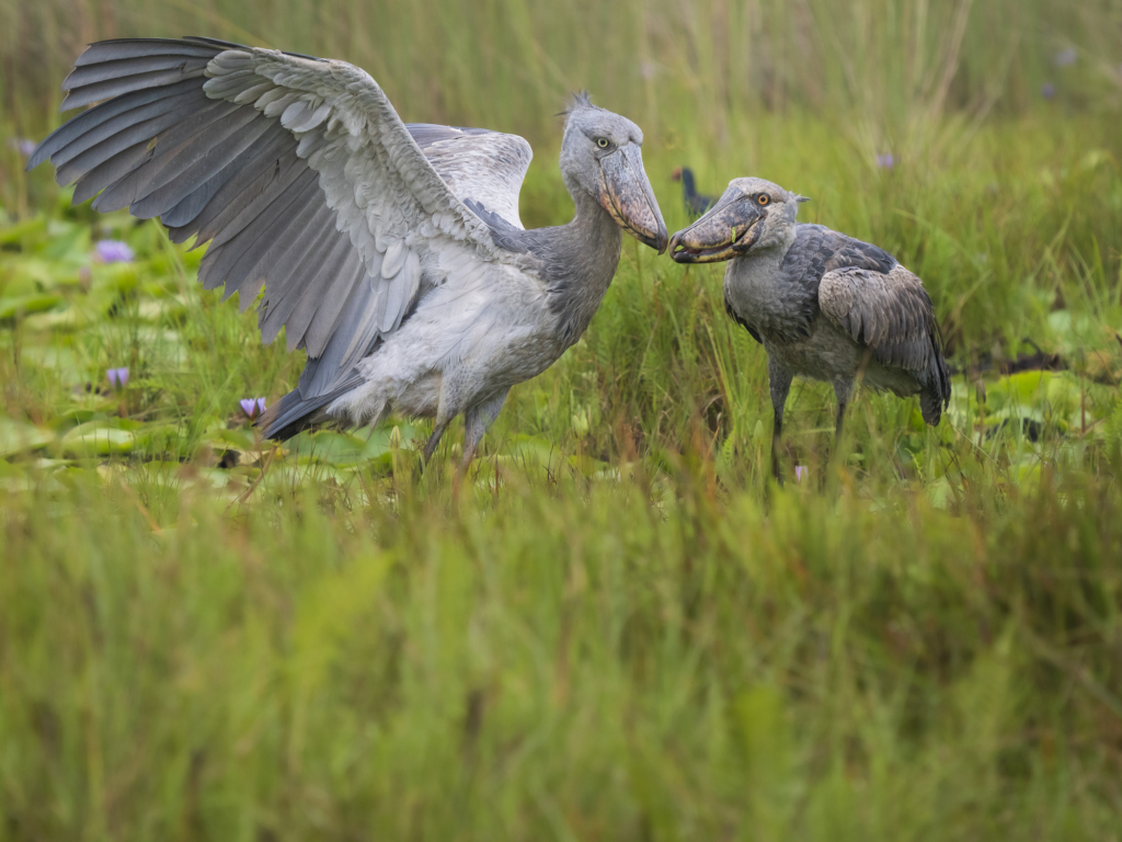 Mabambas träskonäbbar - Uganda. Fotoresa med Wild Nature fotoresor. Foto Henrik Karlsson