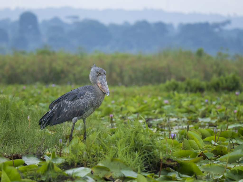 Mabambas träskonäbbar - Uganda. Fotoresa med Wild Nature fotoresor. Foto Henrik Karlsson