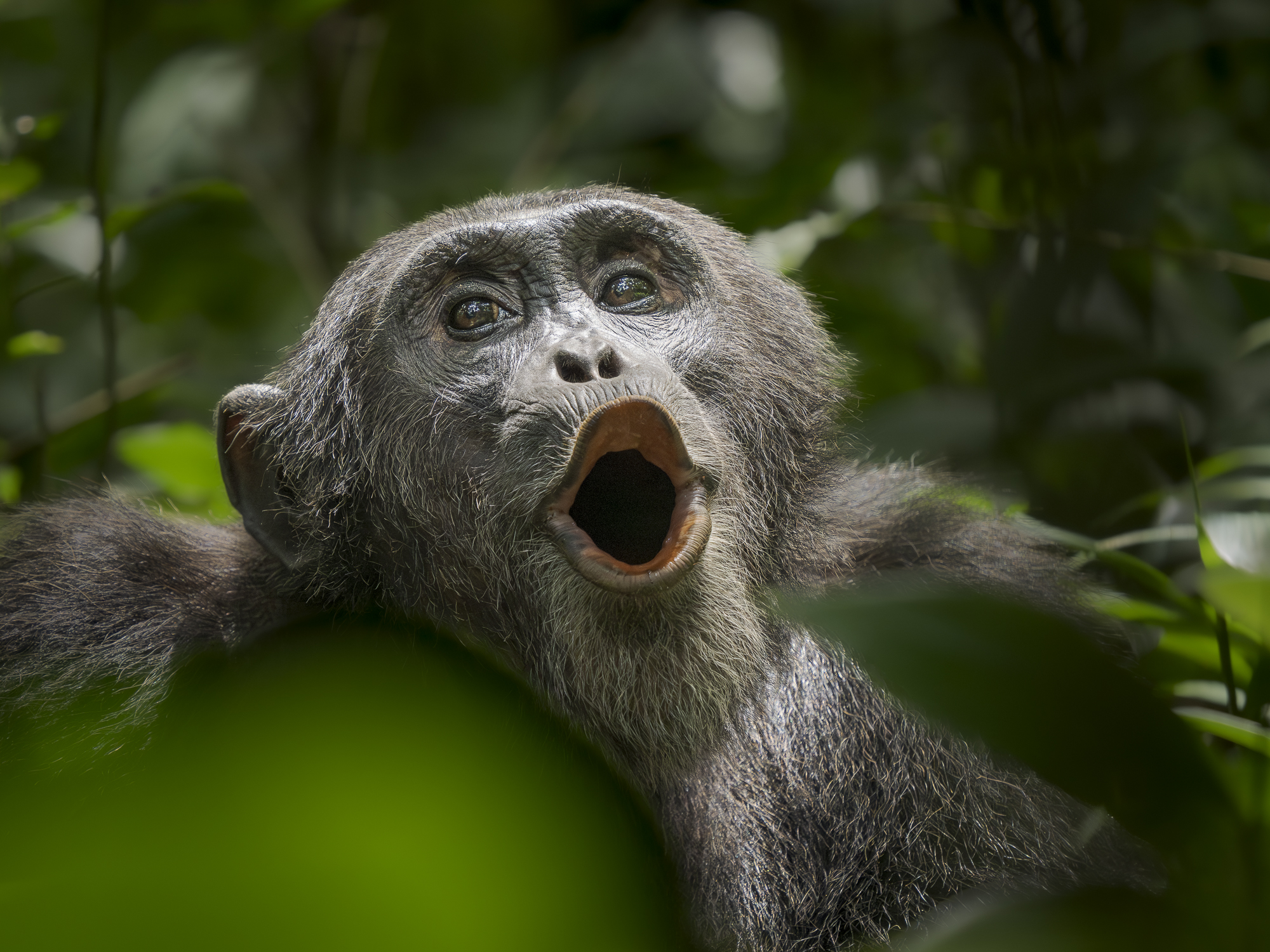 Bergsgorillor, Schimpanser och andra primater, Uganda. Fotoresa med Wild Nature fotoresor. Foto Henrik Karlsson