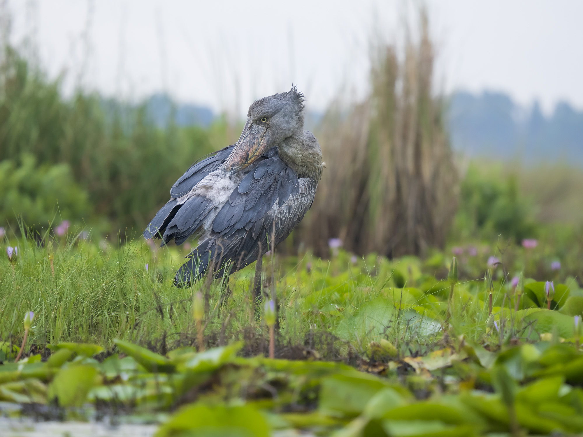 Mabambas träskonäbbar - Uganda. Fotoresa med Wild Nature fotoresor. Foto Henrik Karlsson