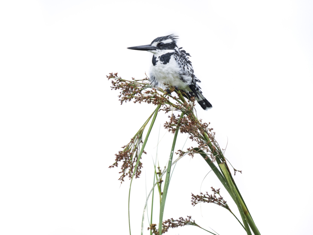 Mabambas träskonäbbar - Uganda. Fotoresa med Wild Nature fotoresor. Foto Henrik Karlsson