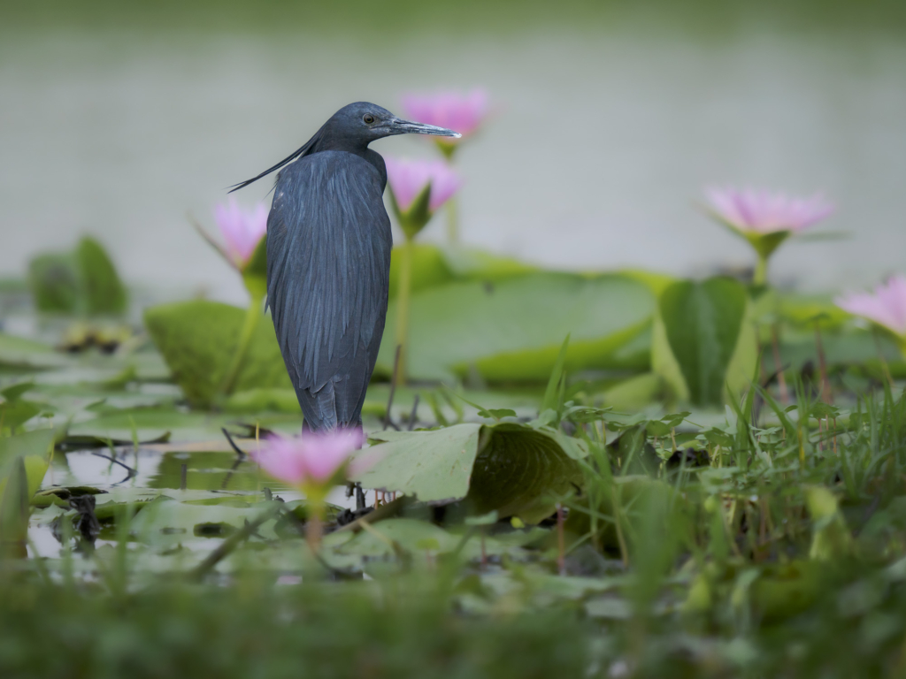 Mabambas träskonäbbar - Uganda. Fotoresa med Wild Nature fotoresor. Foto Henrik Karlsson