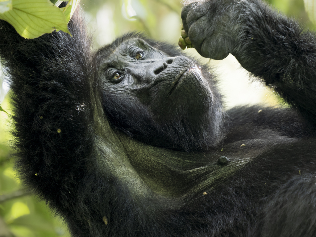 Bergsgorillor, Schimpanser och andra primater, Uganda. Fotoresa med Wild Nature fotoresor. Foto Henrik Karlsson