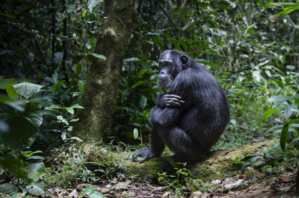 Bergsgorillor, Schimpanser och andra primater, Uganda. Fotoresa med Wild Nature fotoresor. Foto Henrik Karlsson