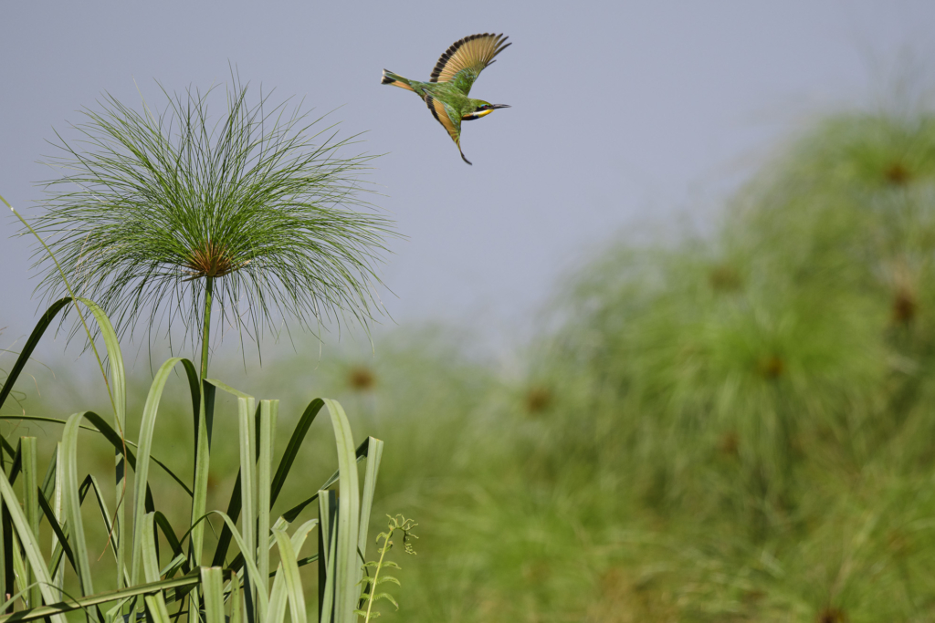 Mabambas träskonäbbar - Uganda. Fotoresa med Wild Nature fotoresor. Foto Henrik Karlsson