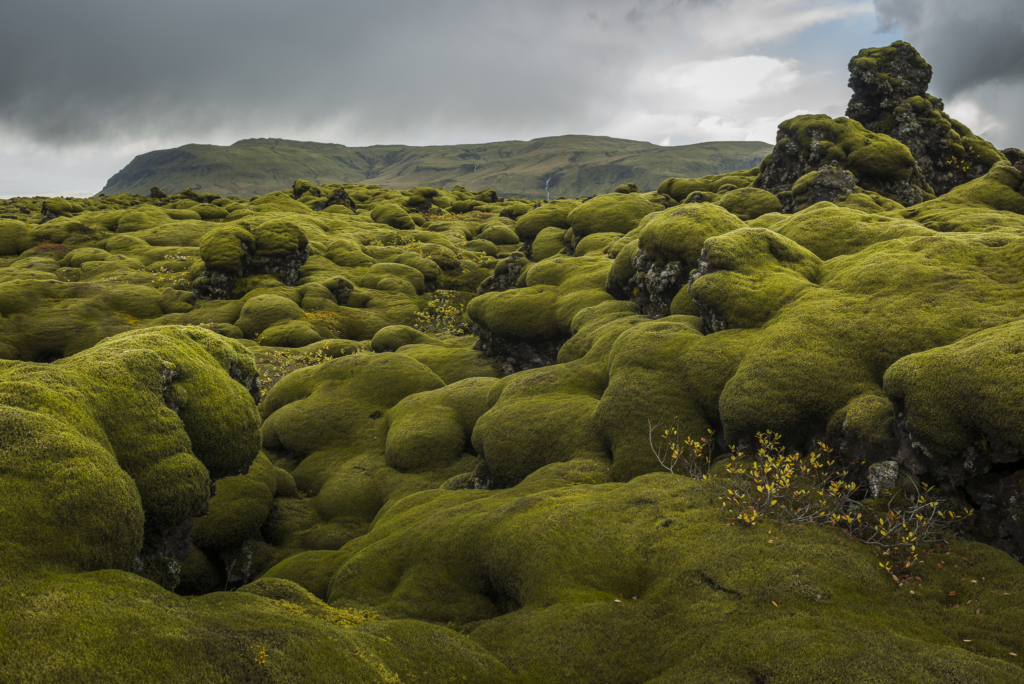 Höst i på höglandet Island. Fotoresa med Wild Nature fotoresor. Foto Frida Hermansson