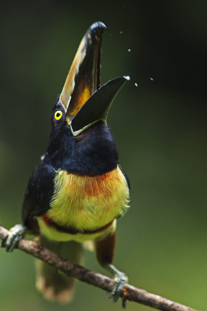 Bland kolibrier, tukaner och pilgiftsgrodor - Costa Rica. Fotoresa med Wild Nature fotoresor. Foto Jan Pedersen