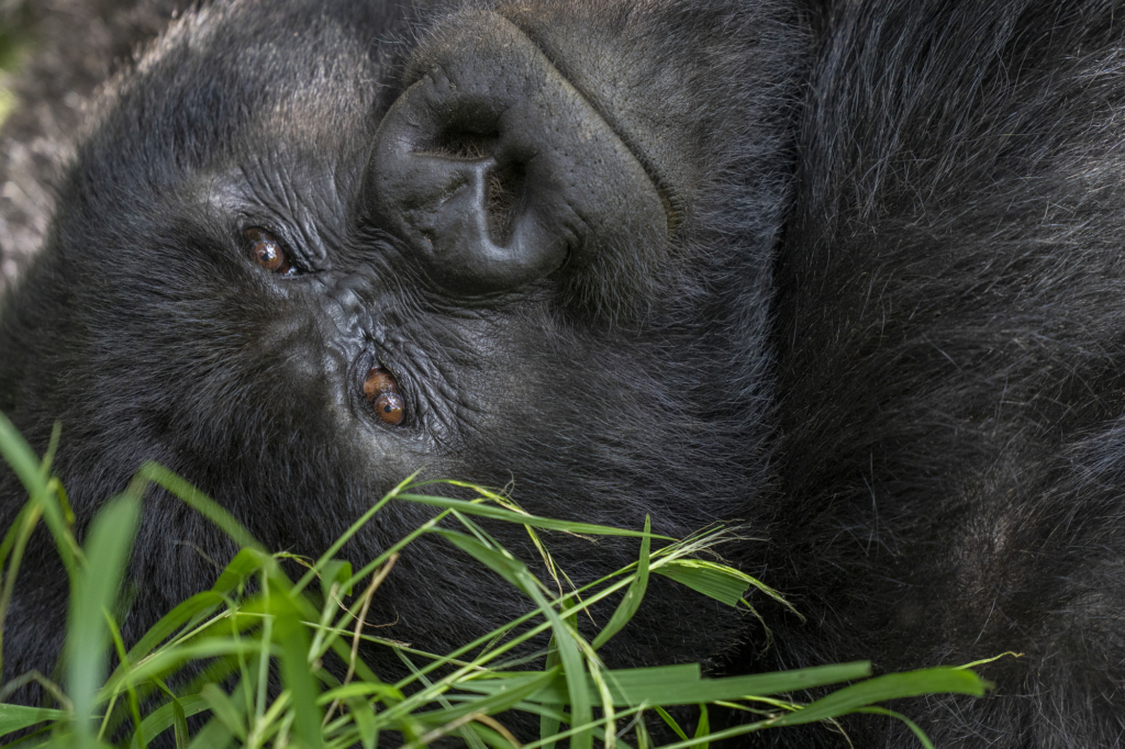 Bergsgorillor, Schimpanser och andra primater, Uganda. Fotoresa med Wild Nature fotoresor. Foto Staffan Widstrand