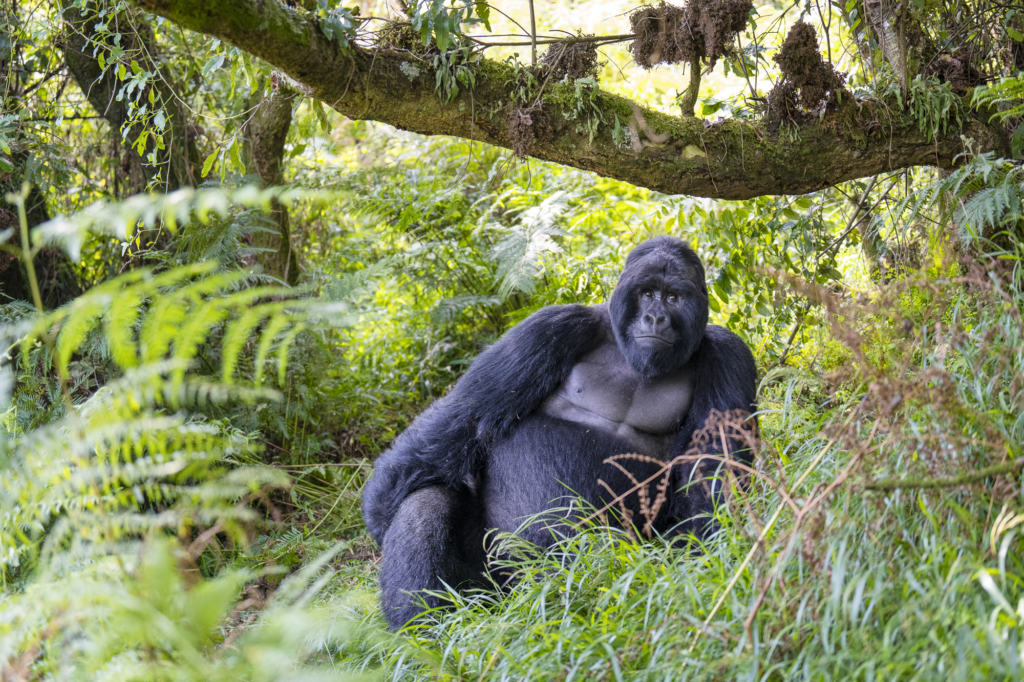 Bergsgorillor, Schimpanser och andra primater, Uganda. Fotoresa med Wild Nature fotoresor. Foto Staffan Widstrand