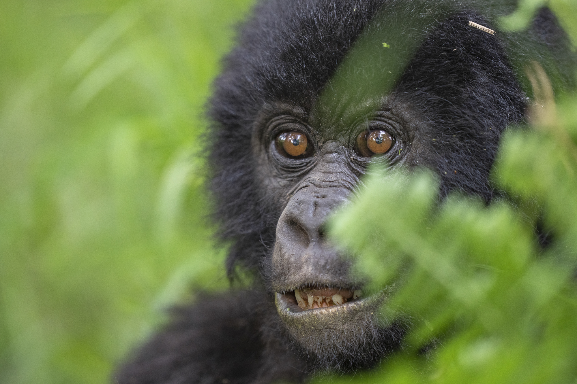Bergsgorillor, Schimpanser och andra primater, Uganda. Fotoresa med Wild Nature fotoresor. Foto Staffan Widstrand