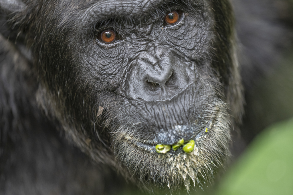 Bergsgorillor, Schimpanser och andra primater, Uganda. Fotoresa med Wild Nature fotoresor. Foto Staffan Widstrand