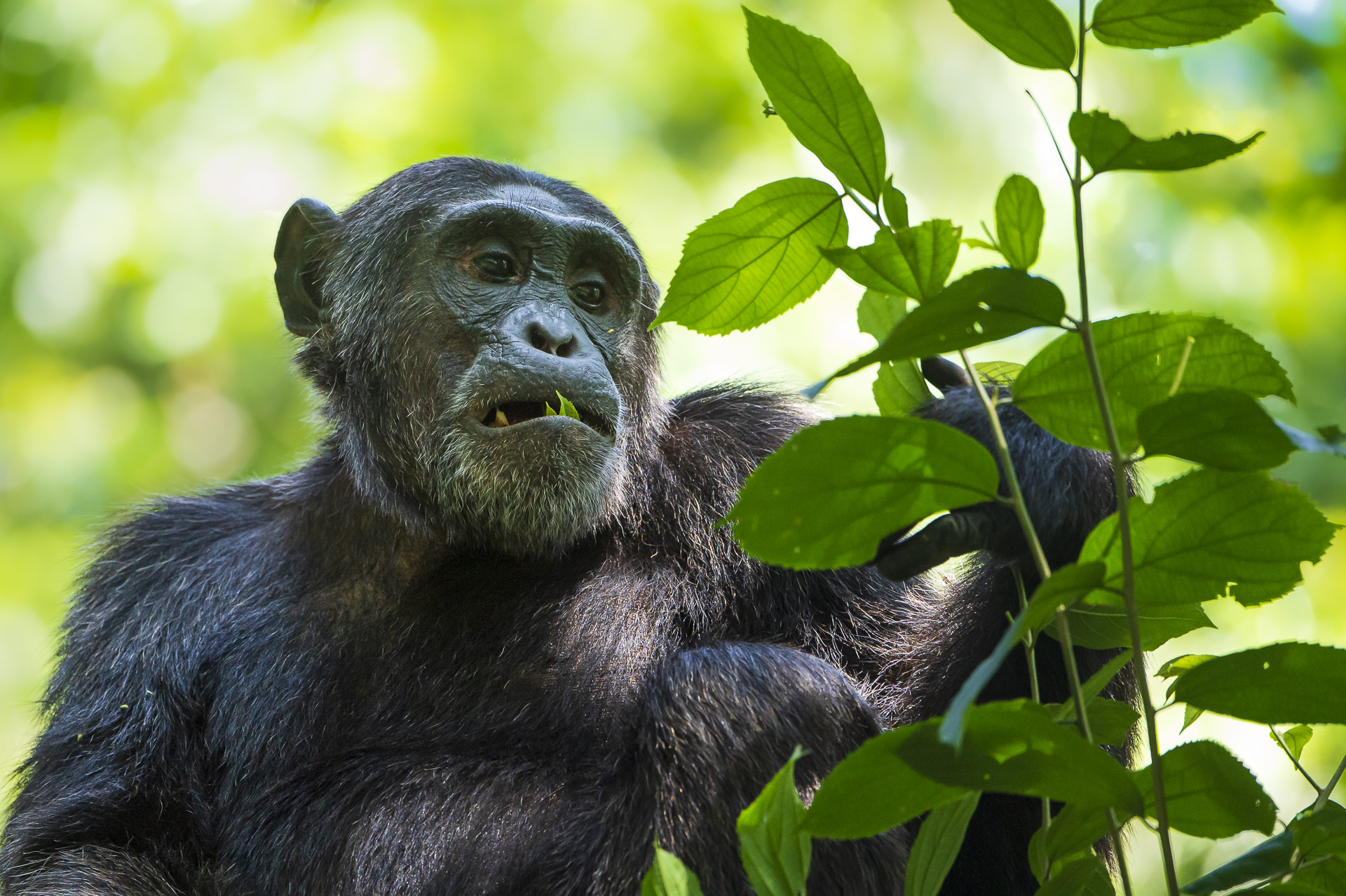 ergsgorillor, Schimpanser och andra primater, Uganda. Fotoresa med Wild Nature fotoresor. Foto Henrik Karlsson